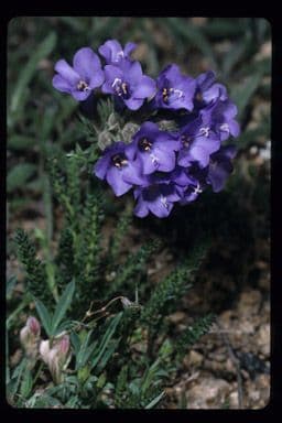Polemonium viscosum 4