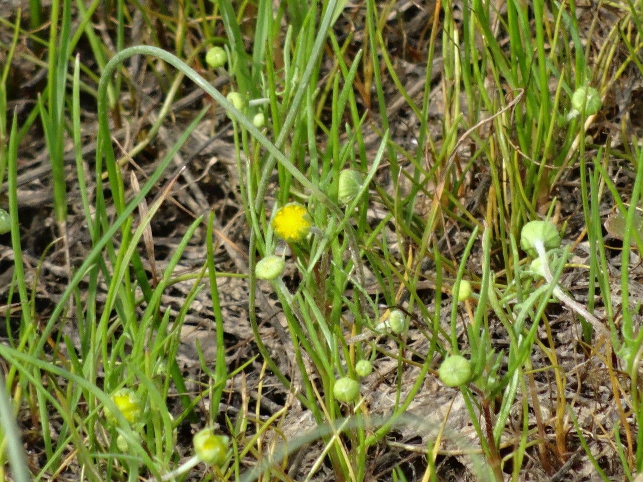 Lasthenia glabra 5