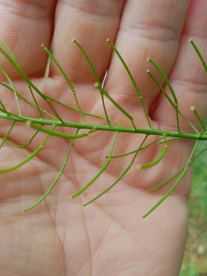 Loesels Rauke 2