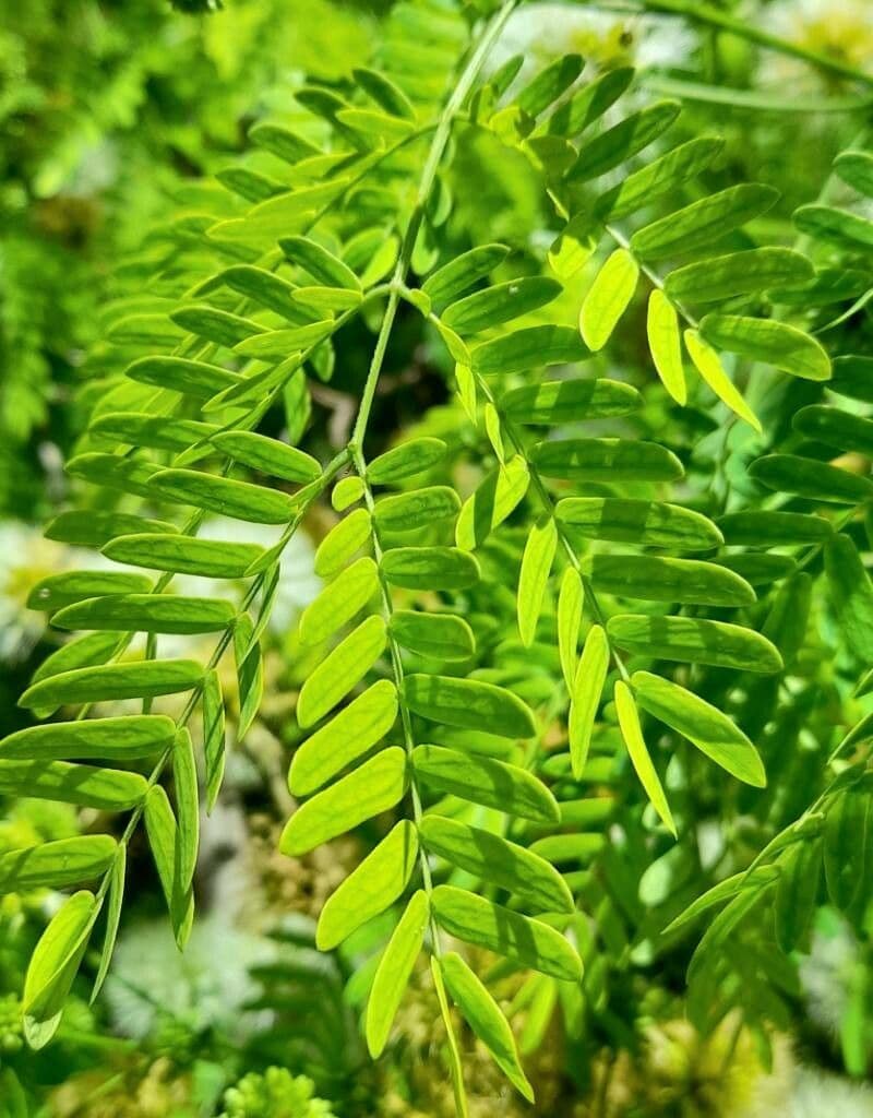 Chloroleukon 4