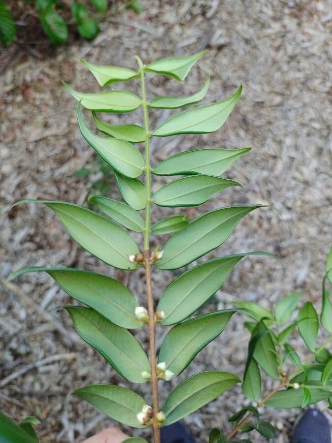 Myrciaria 7