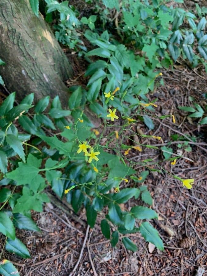 Hieracium paniculatum 3