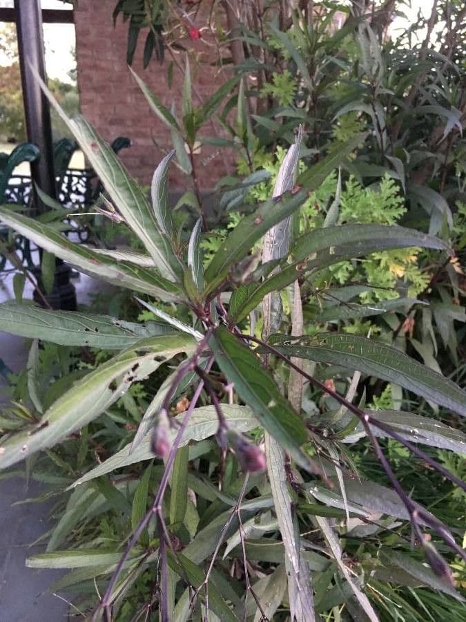 Ruellia simplex 15