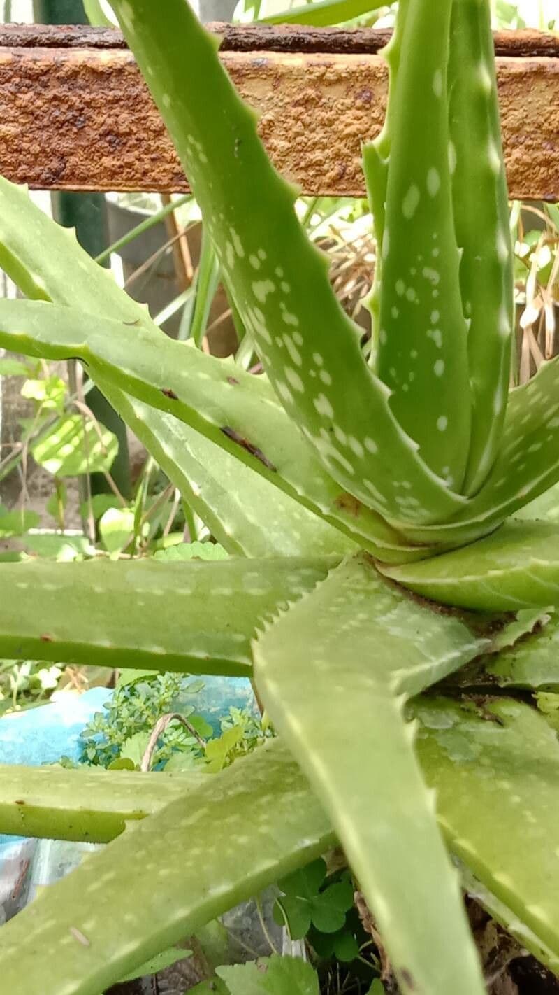 Echte Aloe 14