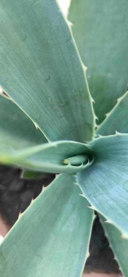 Agave 8
