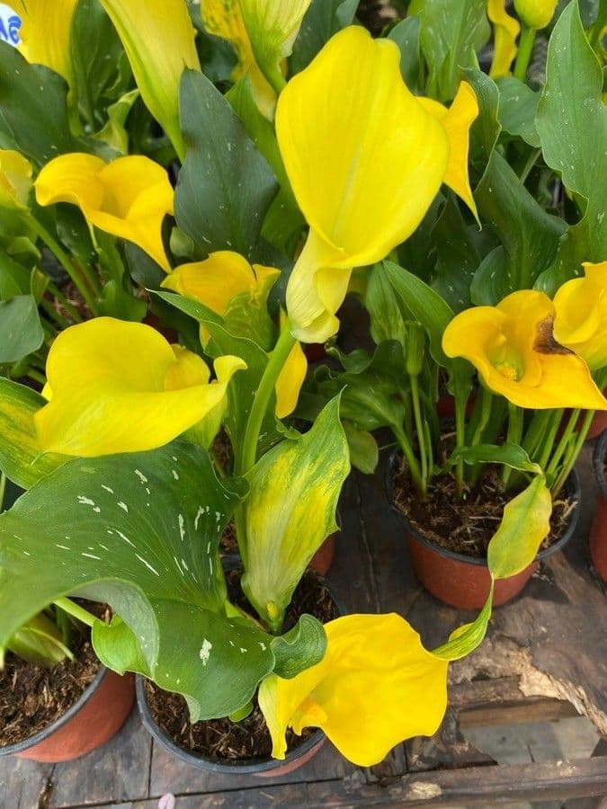 Calla di Elliott 14