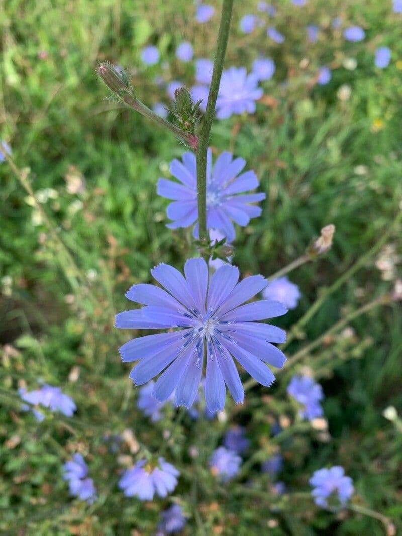 Cicoria spinosa 5