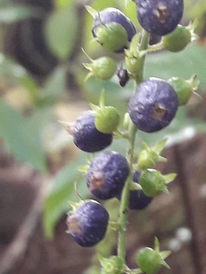 Borstige Gonzalunia