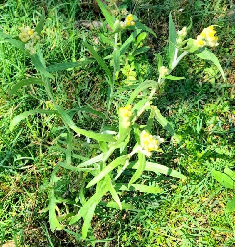 Pseudognaphalium gaudichaudianum 9