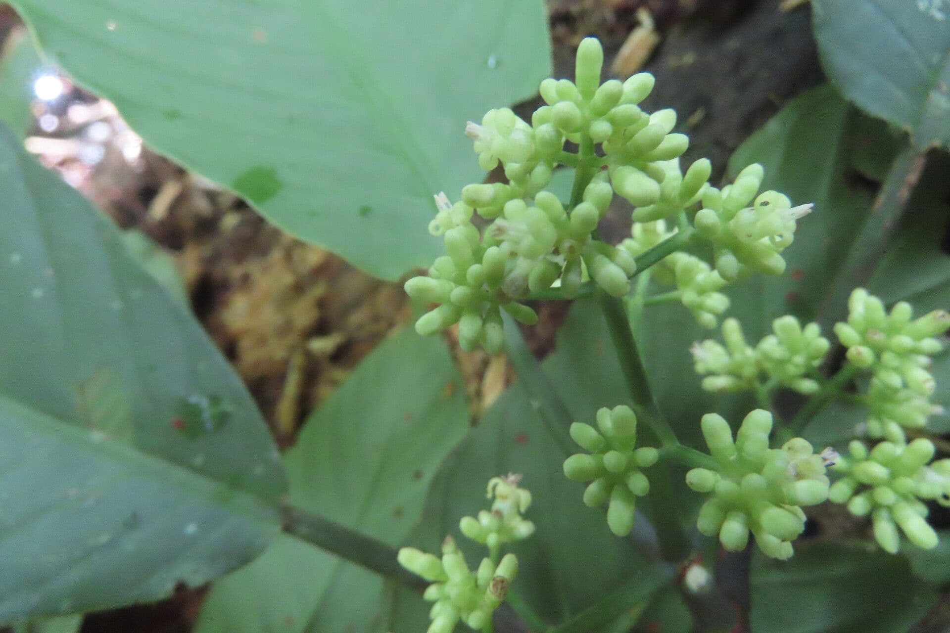 Psychotria 8