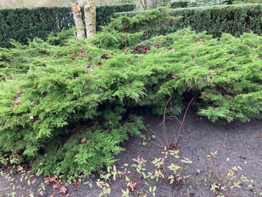 Atlantic white cypress 5