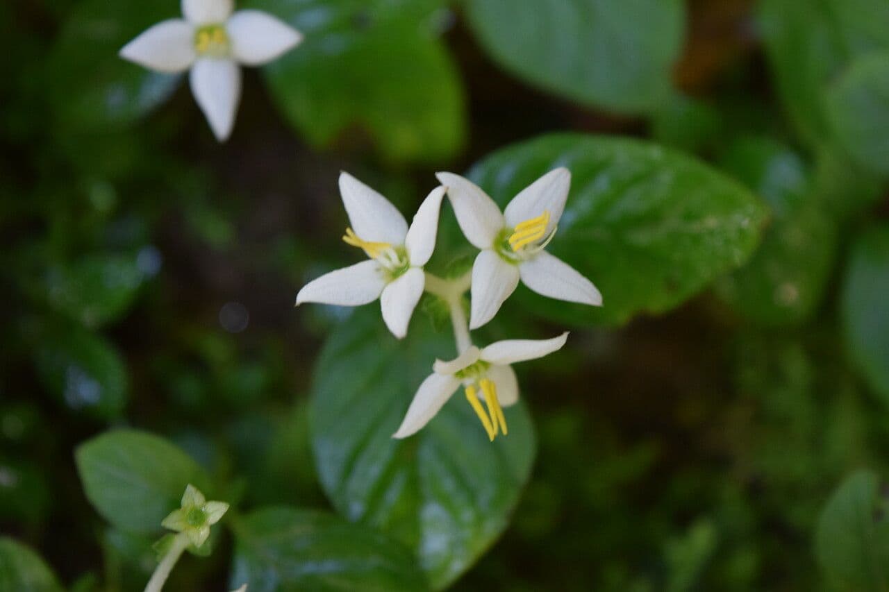 Argostemma