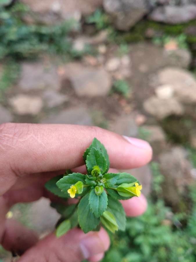 Mecardonia procumbens 15