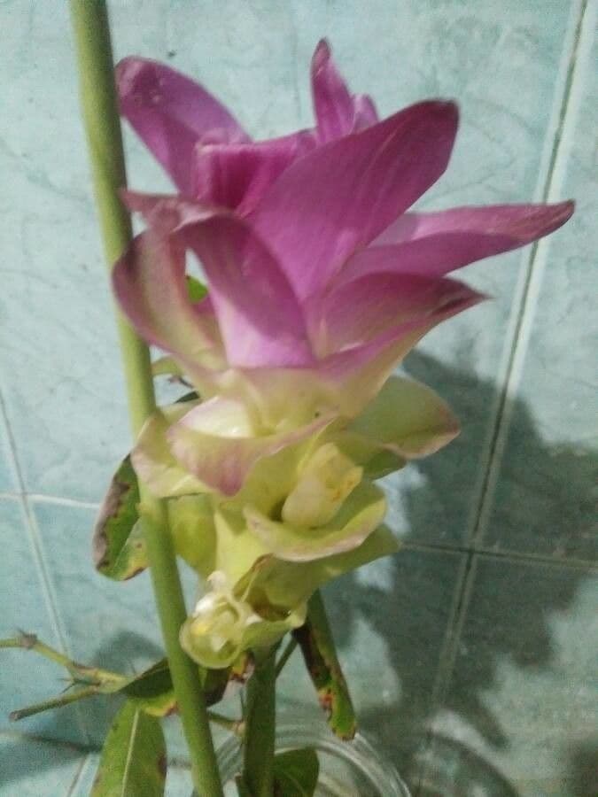 Curcuma aromatica