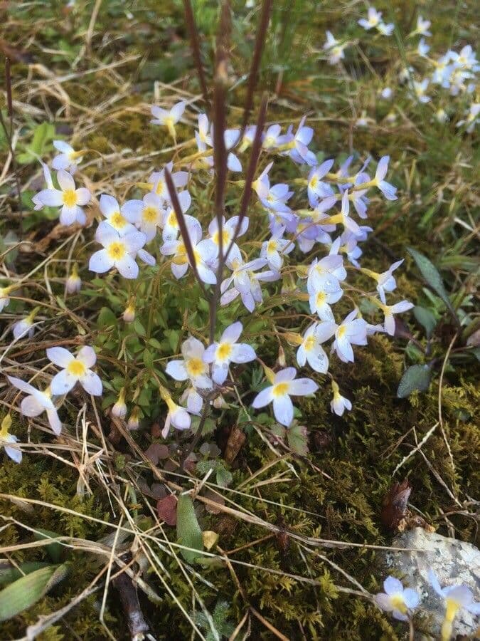 Houstonia serpyllifolia 11