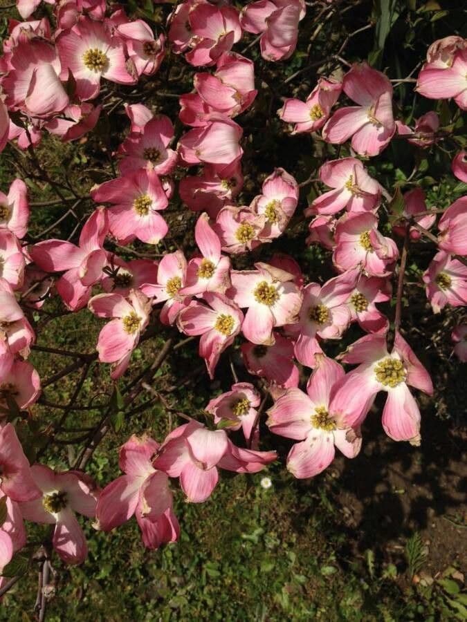 Blüten-Hartriegel 7