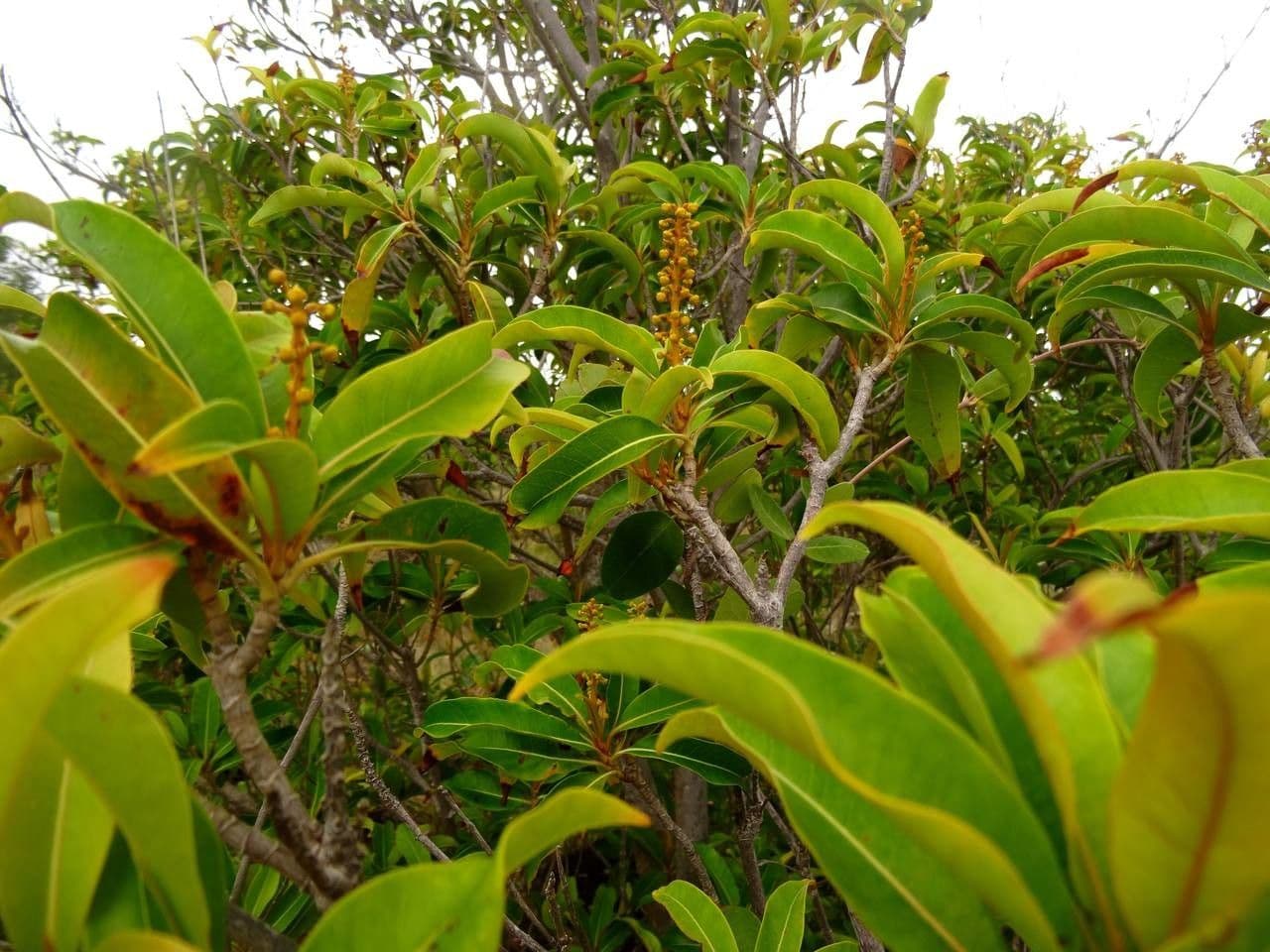 Byrsonima 9