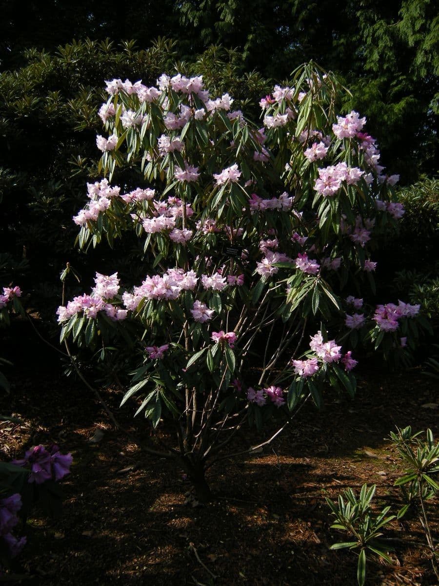 Rhododendron 7