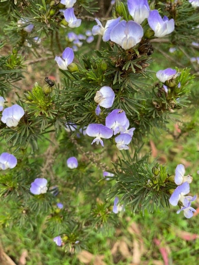 Psoralea