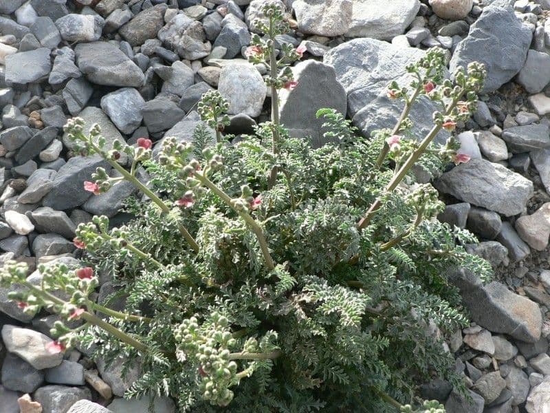 Scrofularia lucida 8