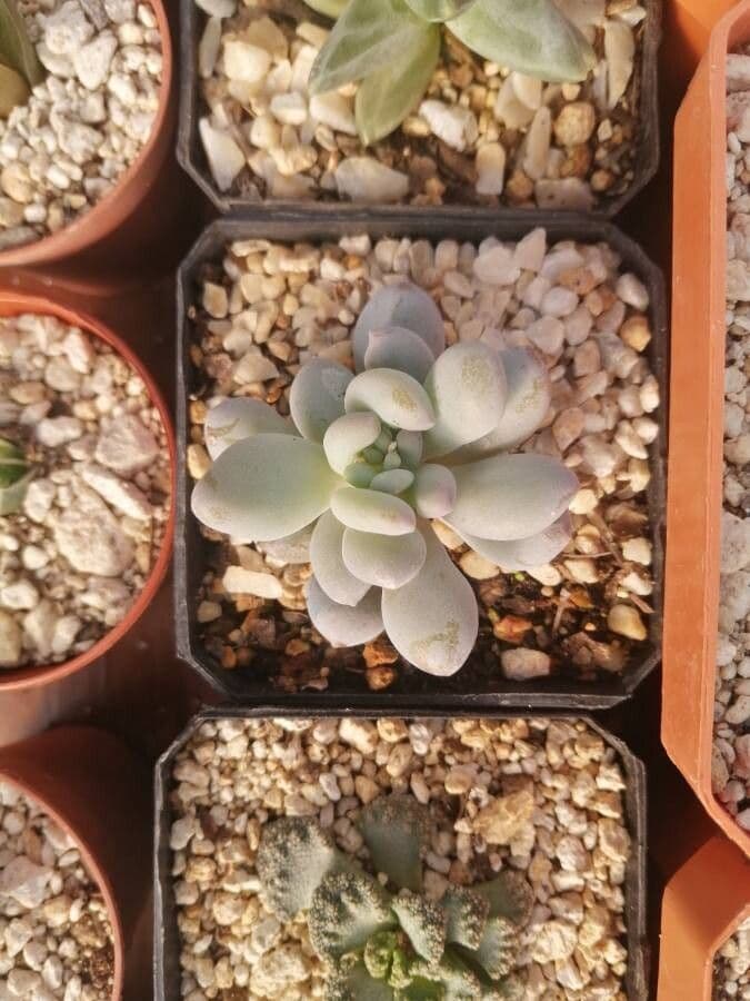 Pachyphytum machucae