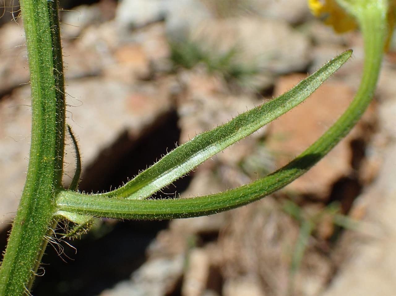 Crepis conyzifolia 22
