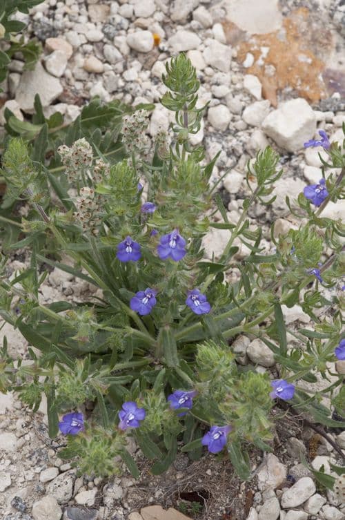 Texas-Salbei 6