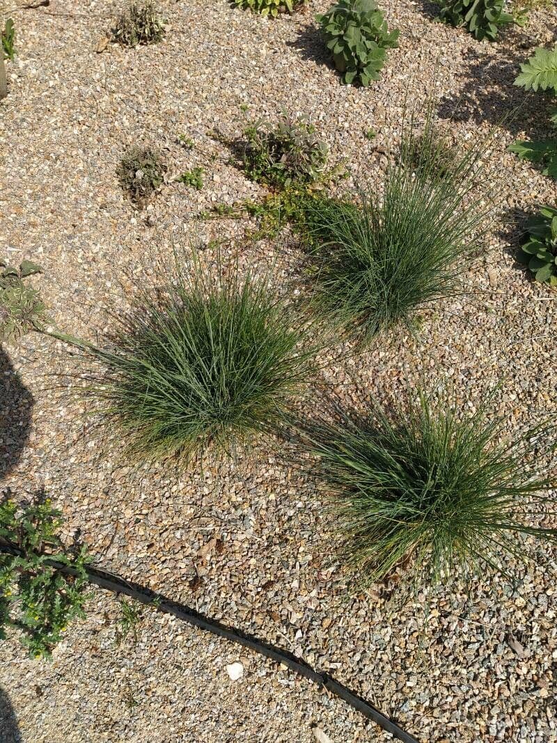 Festuca 7