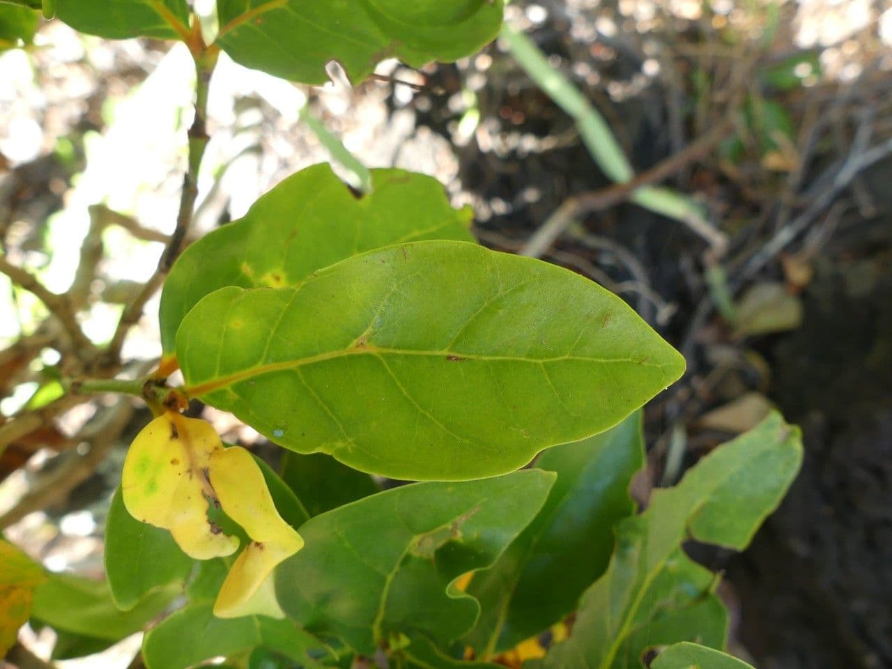 Pyrostria bibracteata 5