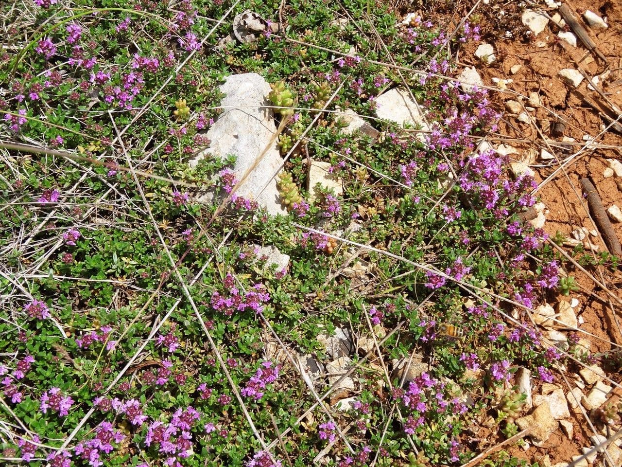 Frühblühender Thymian 11