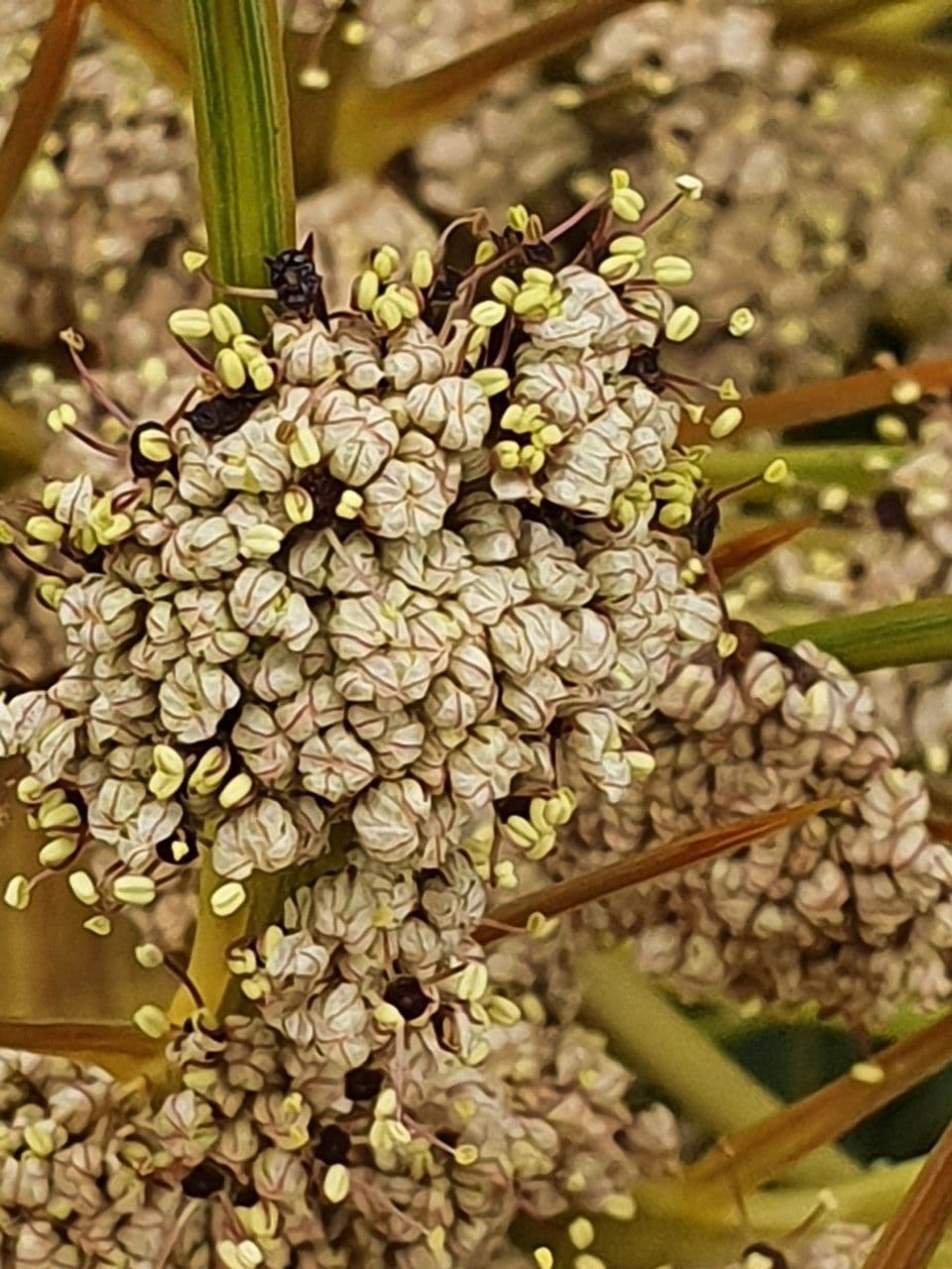 Aciphylla aurea