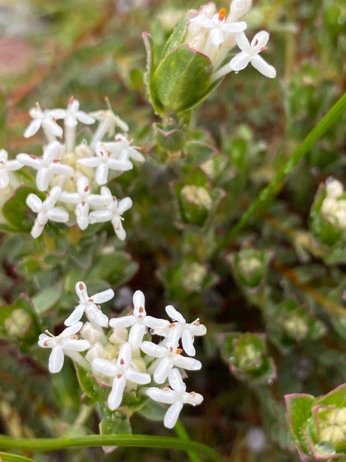 Leinblättrige Pimelea 2