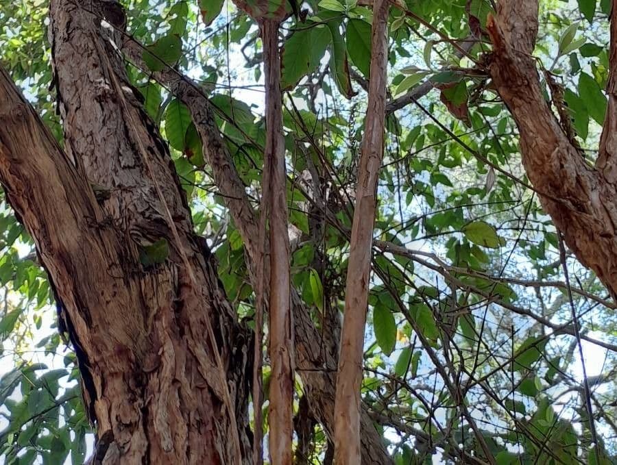 Campomanesia xanthocarpa 20