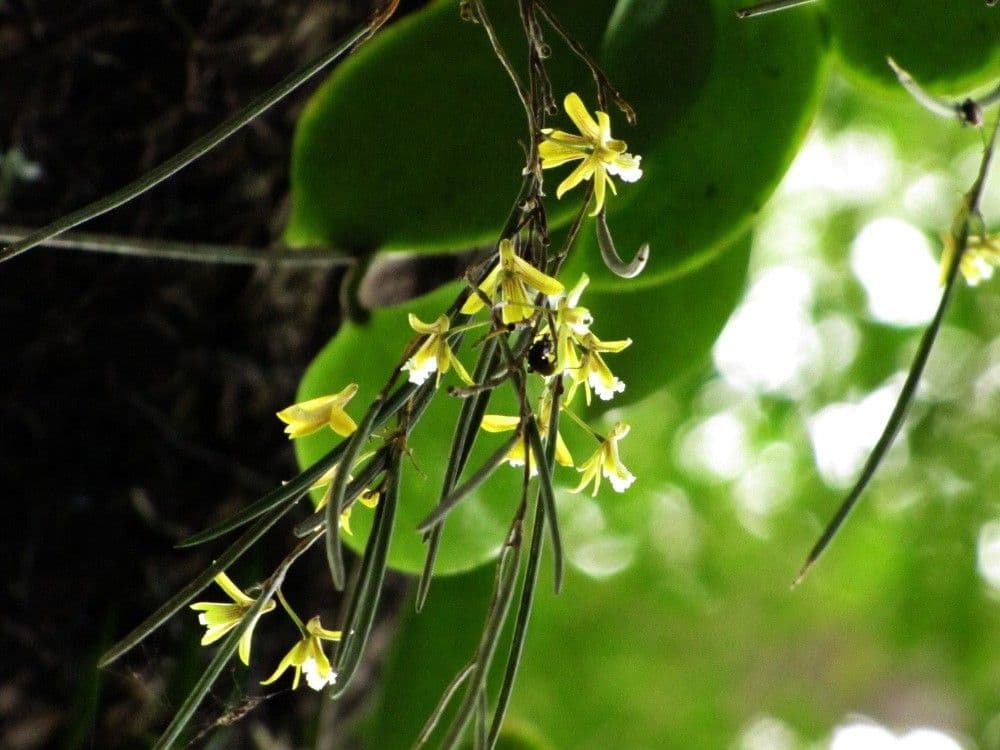 Native dendrobium 3