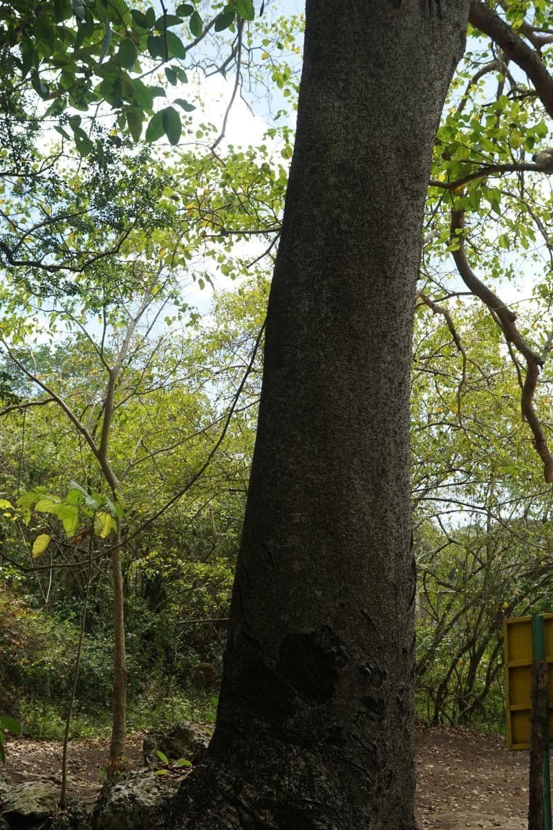Sandbüchsenbaum 11
