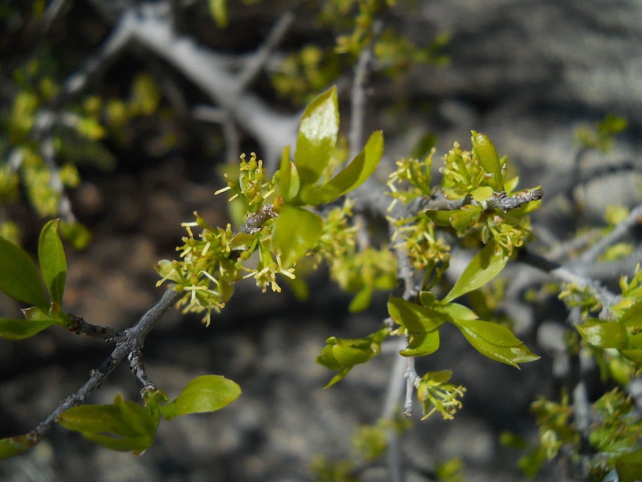 Forestiera 8