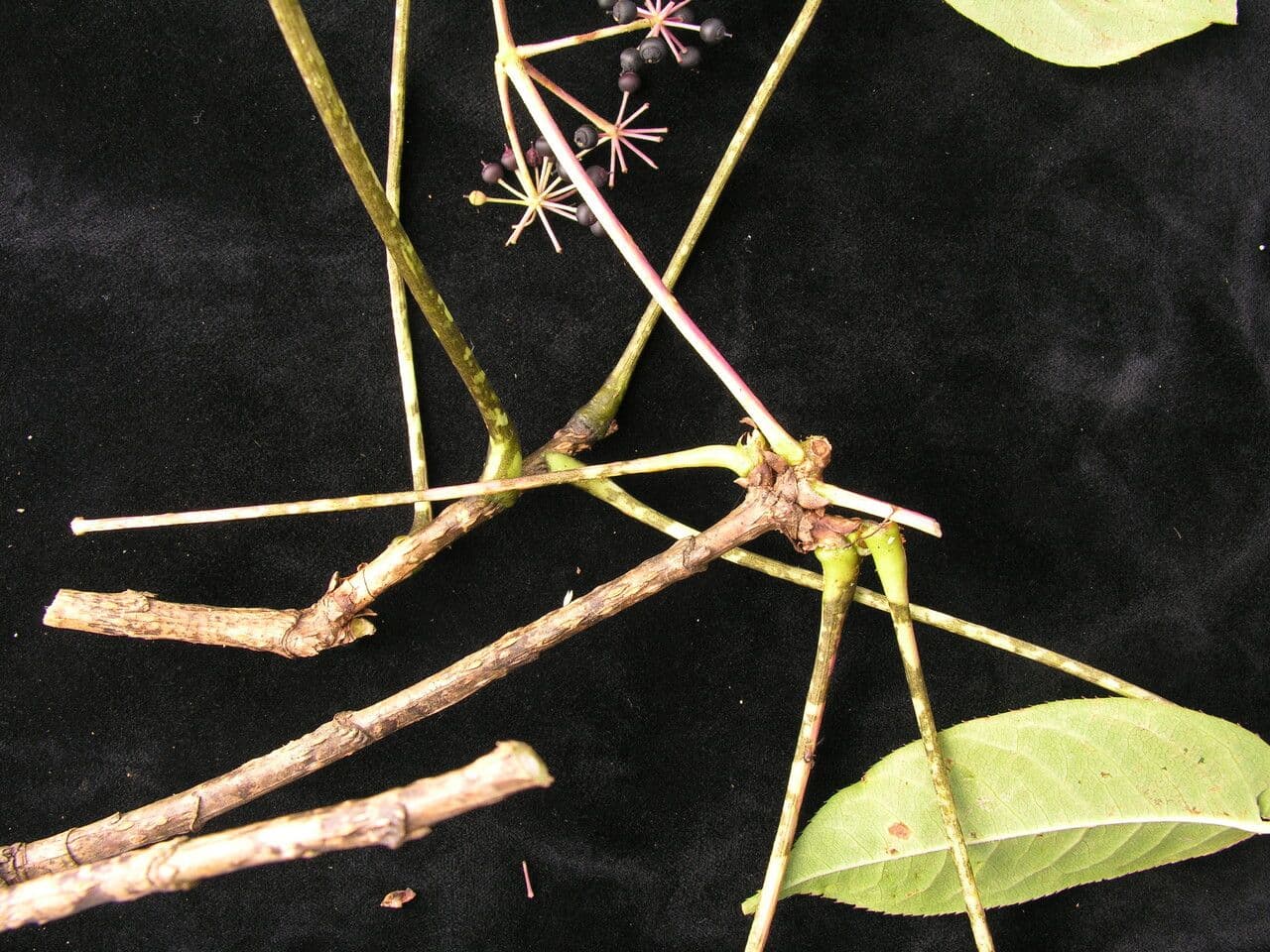 Aralia 5