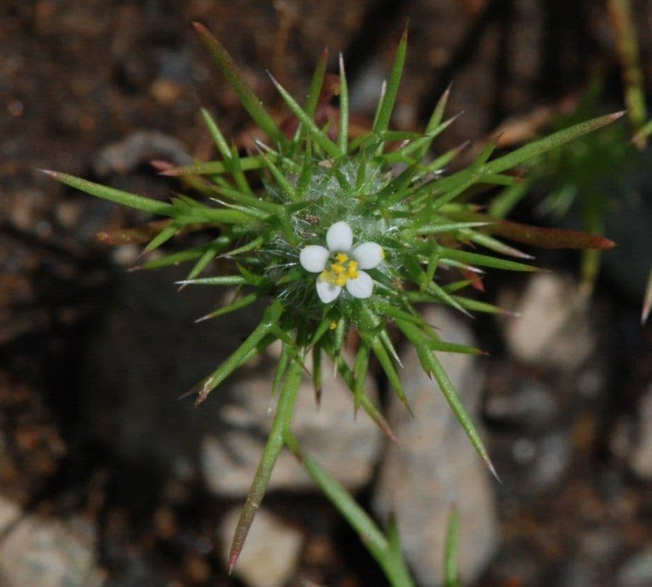Needleleaf navarretia 7