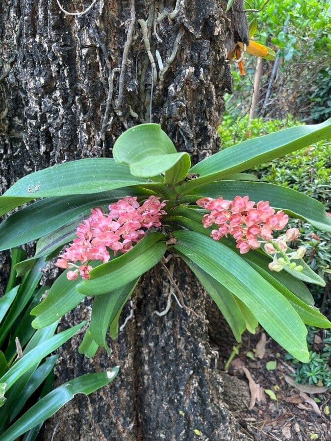 Orchidea 6