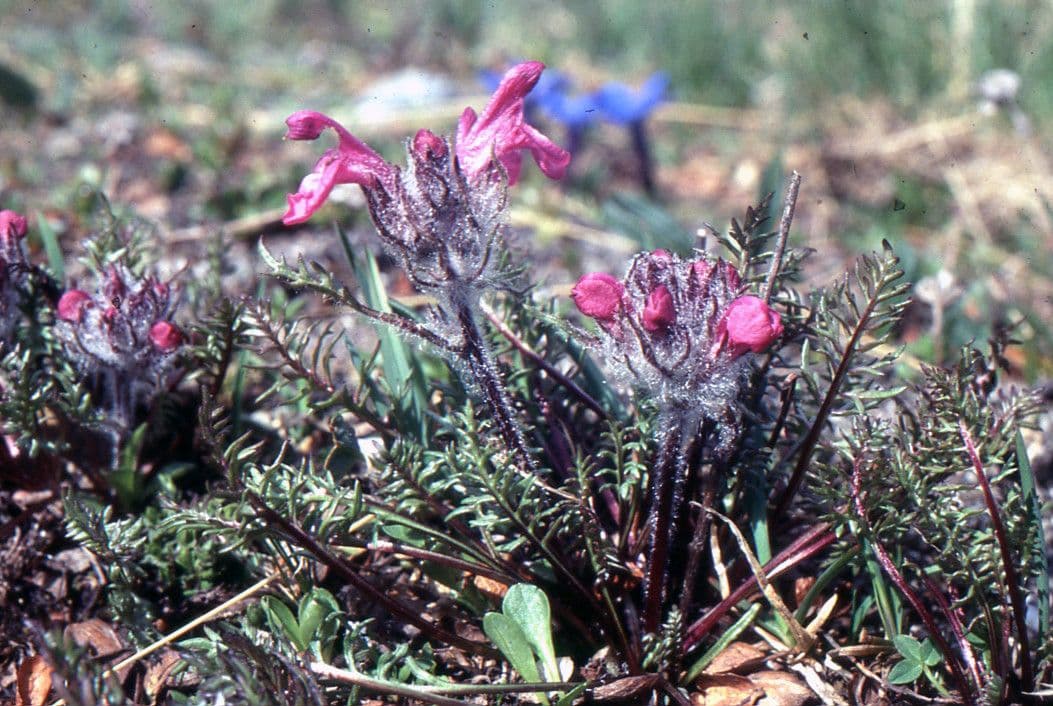 Pedicularis rosea 10