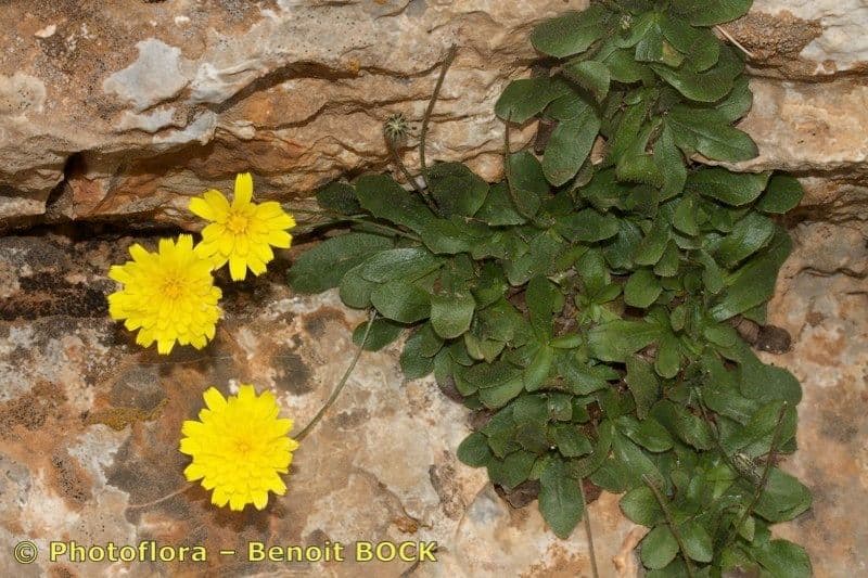 Hypochaeris