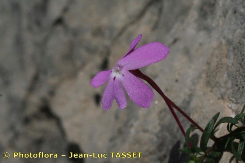 Violette 3