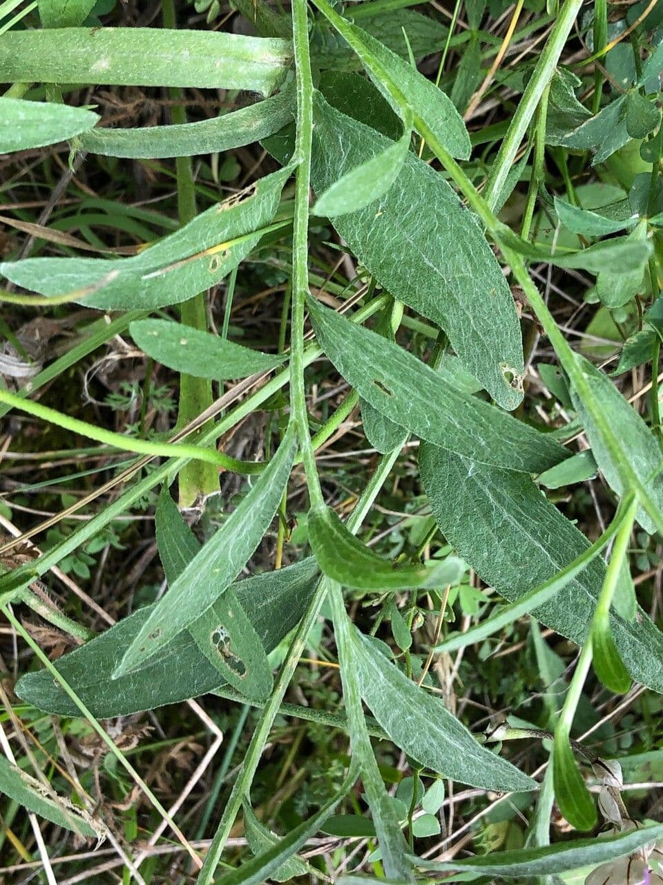 Centaurée jacée 18
