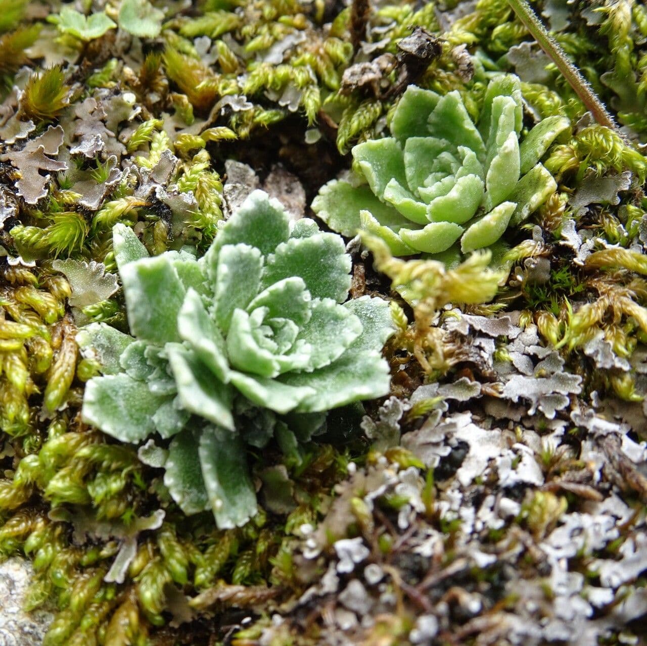 Saxifrage paniculée 13