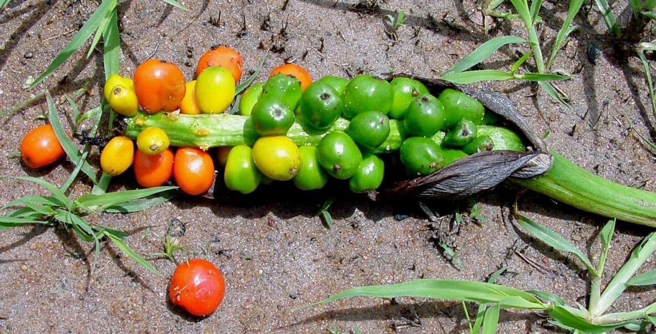 Anchomanes difformis 3