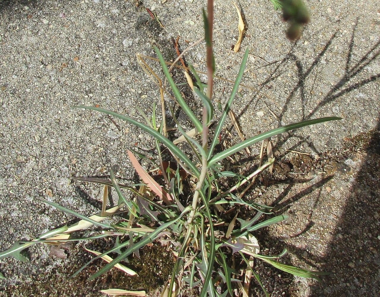 Lactuca saligna 12