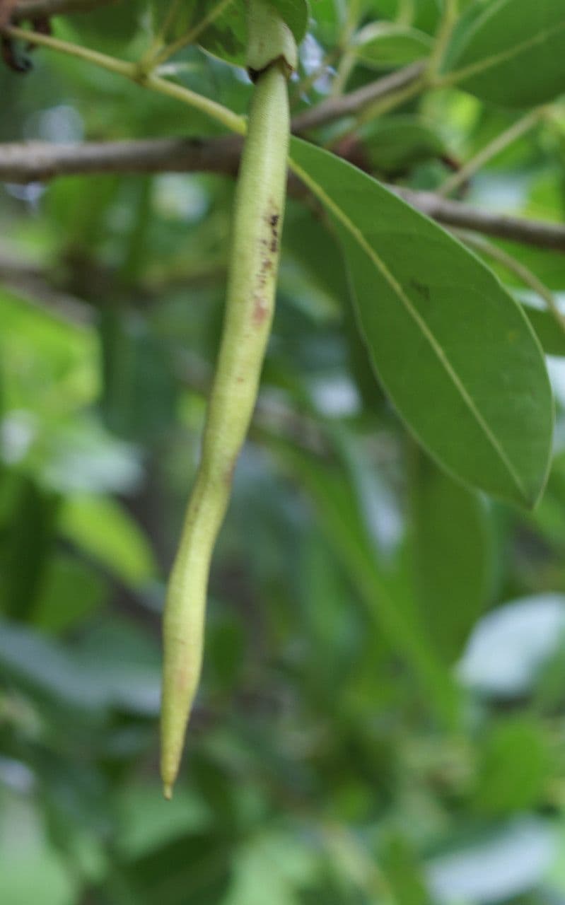 Tabebuia bledá 3