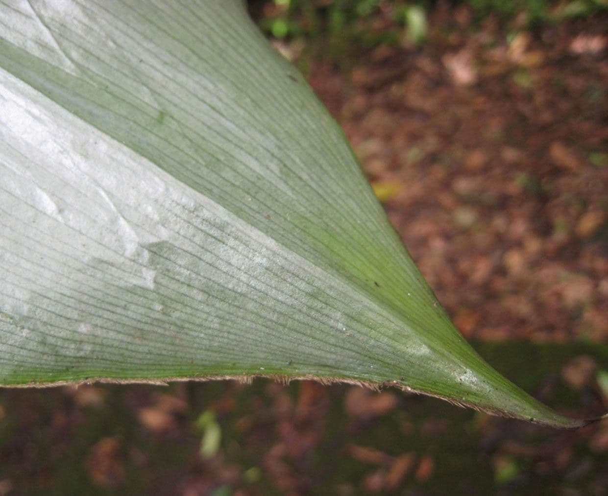 Costus 12