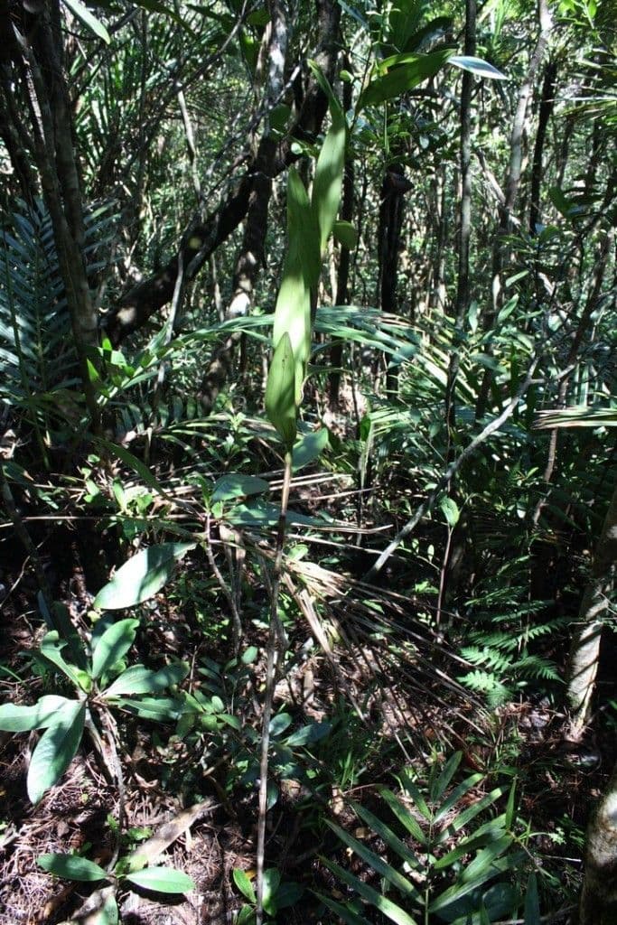 Dendrobium 11