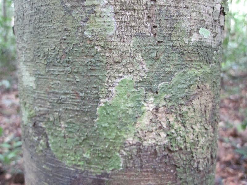 Brosimum rubescens 8